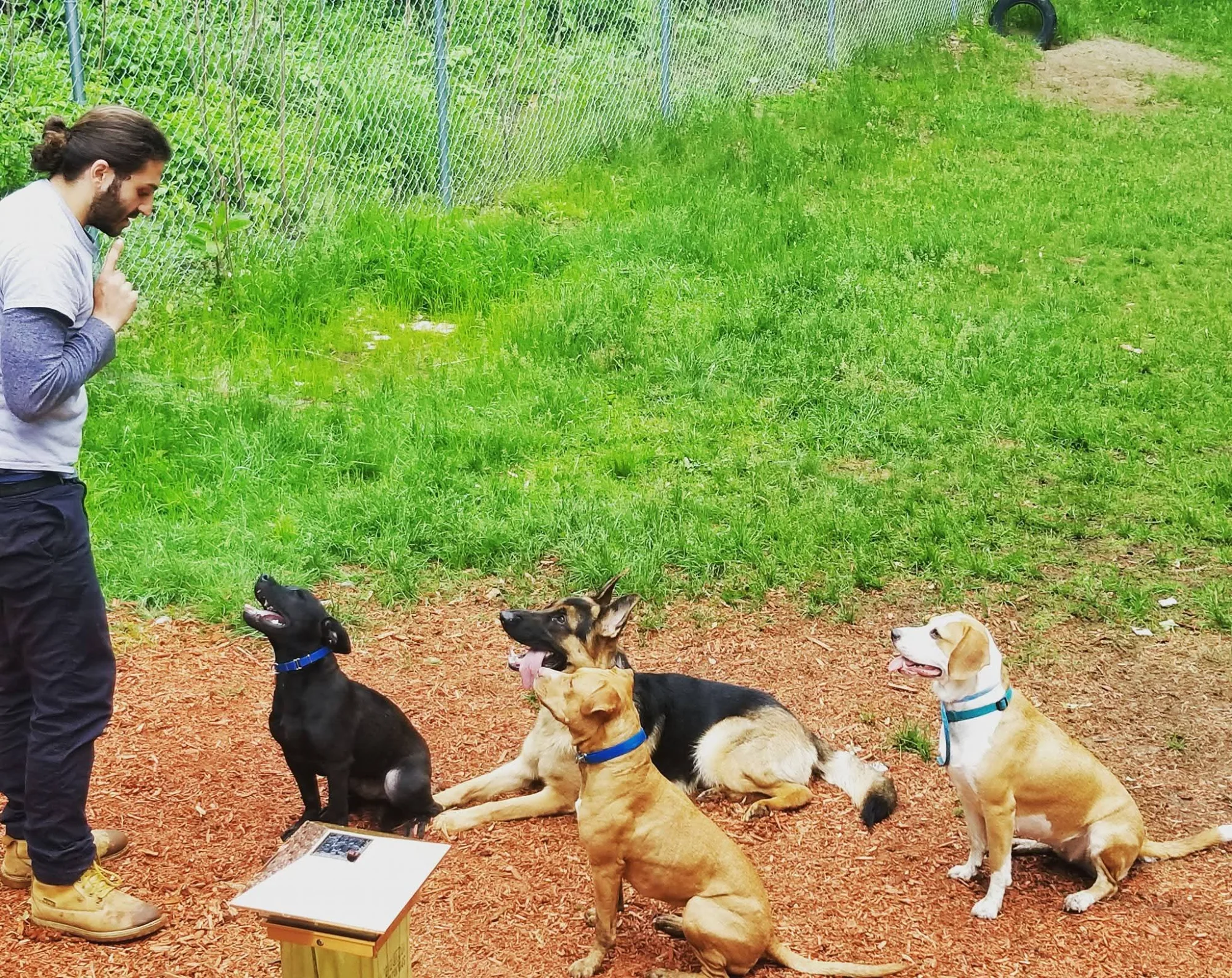 Gevorg training multiple dogs