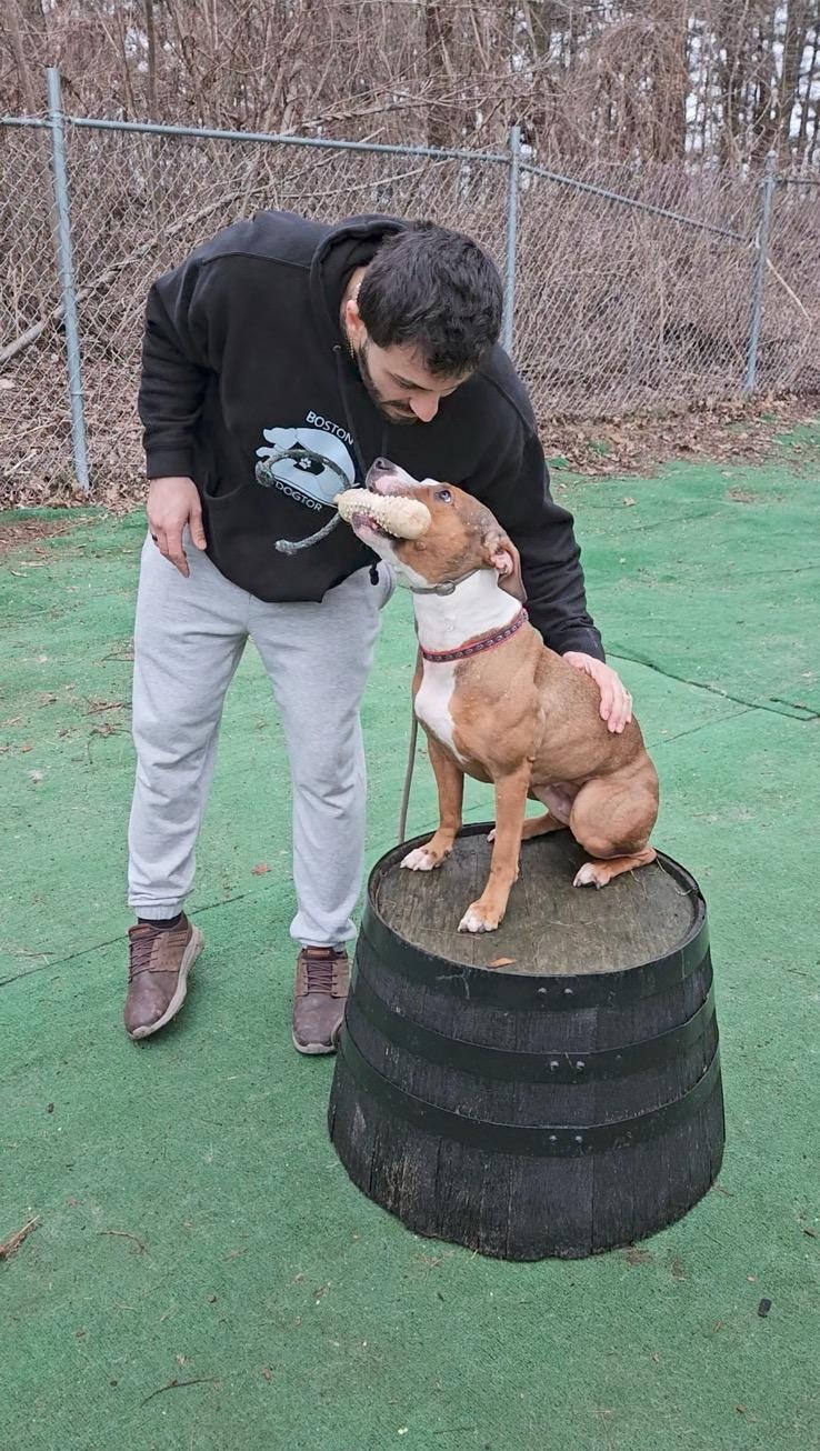 Two trained dogs sitting calmly together